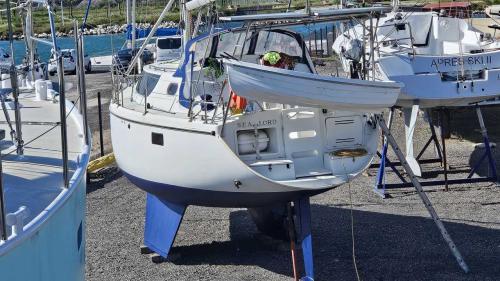 Wrighton bi loup 36