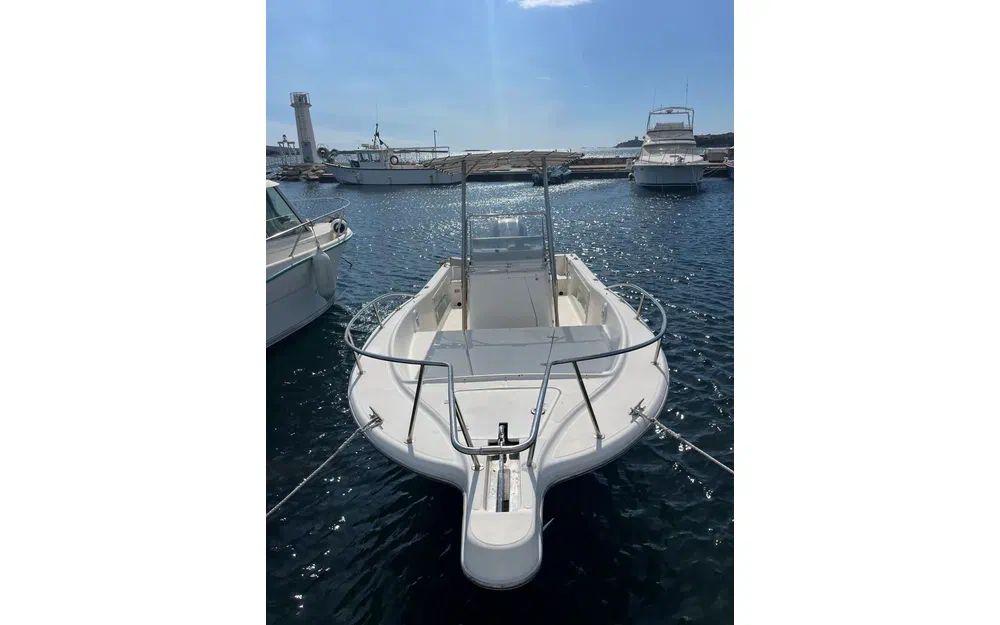 white shark White shark 225