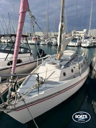 Westerly westerly tiger