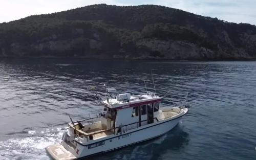 Tarfish tarfish 1040