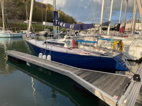 Golden shamrock golden shamrock