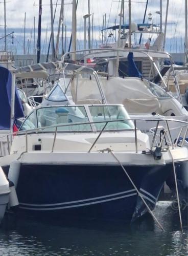 Kelt white shark 237