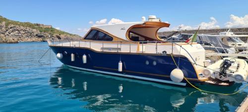 Navalia navalia 58